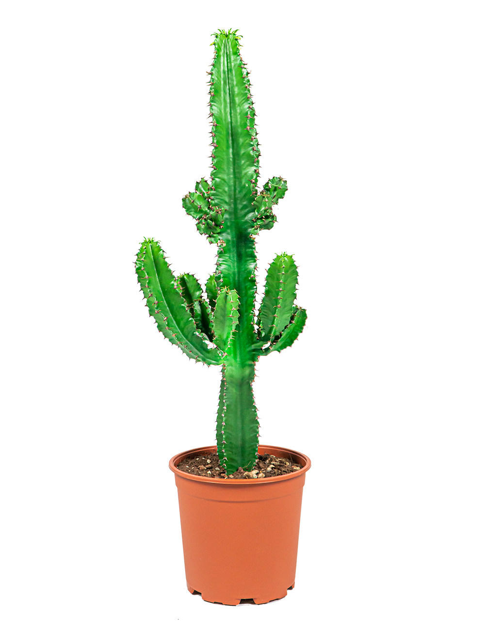 Verzorgingstips Cactus